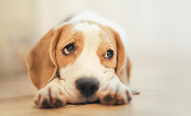 Hund mit traurigem Blick liegt auf dem Boden er braucht Hilfe, er könnte eine Magendrehung haben.