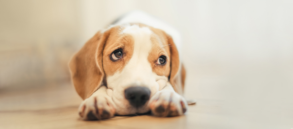 Hund mit traurigem Blick liegt auf dem Boden er braucht Hilfe, er könnte eine Magendrehung haben.
