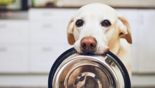 Blonder Labrador sitzt in der Küche und hält erwartungsvoll seinen Napf im Maul.