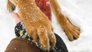 Hund reicht Mensch seine Pfote im Schnee, Pfotenpflege ist ein großes Thema.