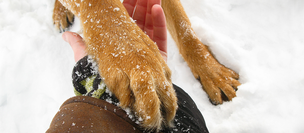 Hund reicht Mensch seine Pfote im Schnee, Pfotenpflege ist ein großes Thema.