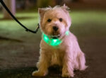 Kleiner Hund mit Leuchthalsband im Dunkeln