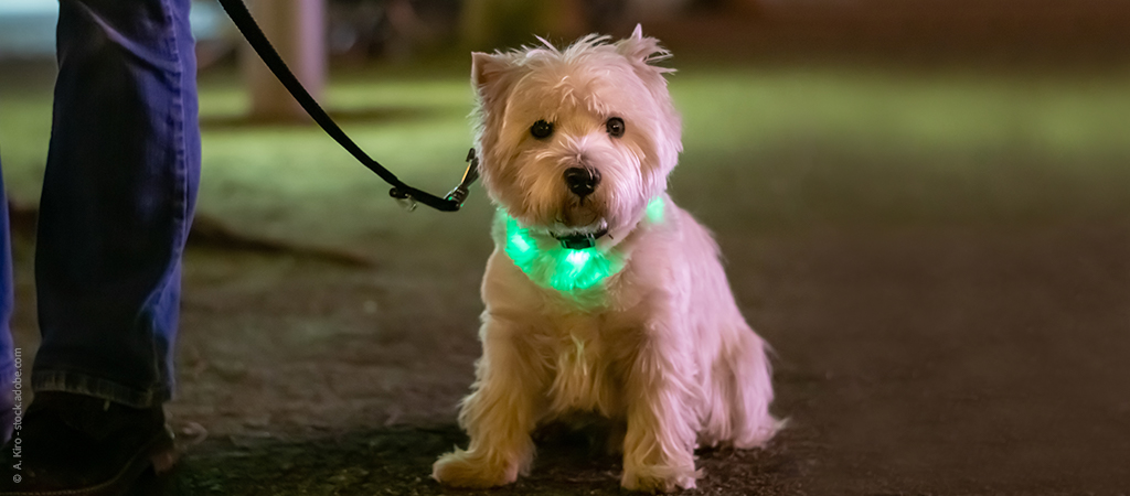 Kleiner Hund mit Leuchthalsband im Dunkeln