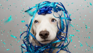 Ein weißer Hund eingewickelt in Luftschlange ist verwirrt durch konfettiregen