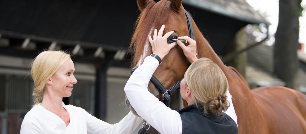 Tierärztin gibt Pferd Augentropfen