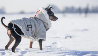 Auch Hunde frieren, deswegen ist es wichtig bei kalten Temperaturen für die richtige Kleidung zu sorgen.