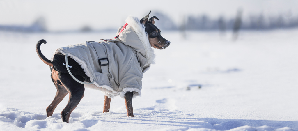 Schwarzer Hund mit Mantel im Schnee