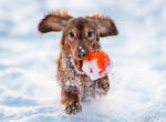 Brauner Dackel spielt im Schnee mit rotem Spielzeug die Ohren flattern