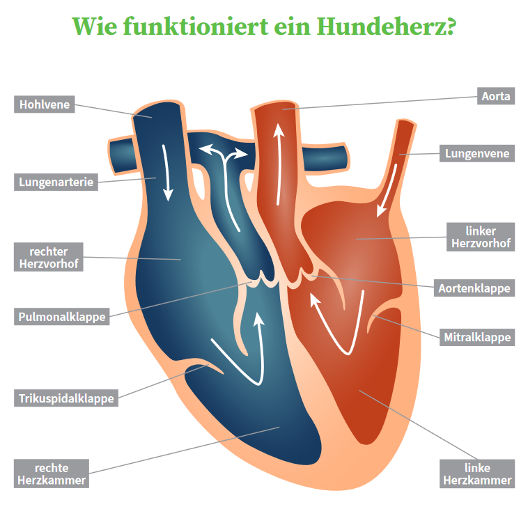 Herzerkrankungen beim Hund Uelzener