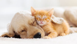 Welpe und orange Babykatze kuscheln zusammen auf dem weißen teppich