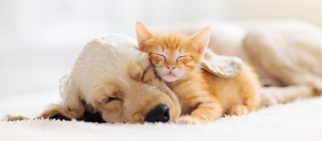 Welpe und orange Babykatze kuscheln zusammen auf dem weißen teppich