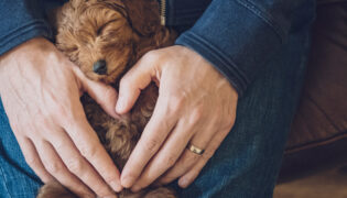 Besitzerin hat ihren kleinen Hund auf dem Schoß und die Hände in Herzform gefaltet. Der Hund hat die Augen geschlossen, Herzerkrankungen bei Hunden sind keine Seltenheit.