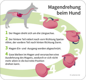Infografik Magendrehung Hund