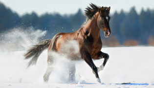 Pferd galoppiert im Schnee nach der Bewegung freut es sich auf seinen warmen Stall.