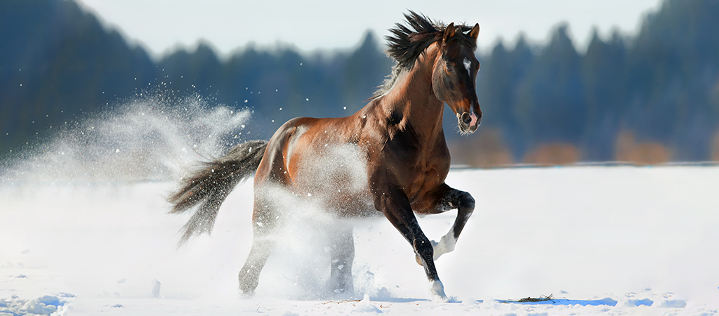 Pferd galoppiert im Schnee nach der Bewegung freut es sich auf seinen warmen Stall.