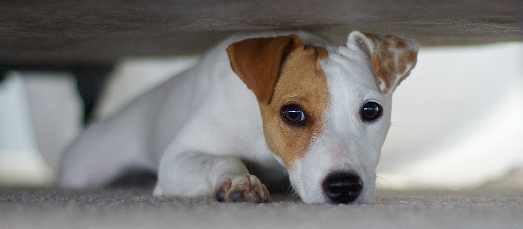 Weißer Jack Russell Terrier versteckt sich unter dem Sofa, er hat Panik vor dem Lärm.