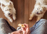 zwei Westhigland Terrier liegen betteln vor den Füßen des Herrchens, welches einen Keks in der Hand hält.