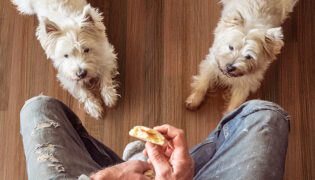 zwei Westhigland Terrier liegen betteln vor den Füßen des Herrchens, welches einen Keks in der Hand hält.