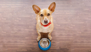 Hellbrauner Hund sitzt vor leerem Napf er will fressen, aber Übergewicht bei Hunden ist nicht zu unterschätzen.