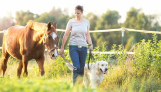 Frau führt braunes Pferd und Golden Retriever auf einer Wiese spazieren