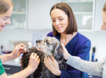 Impfung beim Hund ist ein wichtiges Thema. Kleiner schwarzer Hund bekommt Spritze von Tierärztin. Arzthelferin und Besitzerin streicheln den Hund zur Beruhigung.