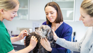 Impfung beim Hund ist ein wichtiges Thema. Kleiner schwarzer Hund bekommt Spritze von Tierärztin. Arzthelferin und Besitzerin streicheln den Hund zur Beruhigung.