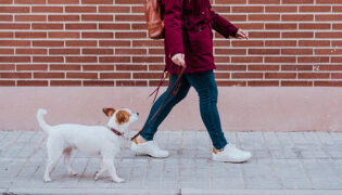 Kleiner Hund läuft neben Frau auf dem Gehweg an einer Leine.