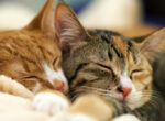 Zwei getigerte Katzen kuscheln