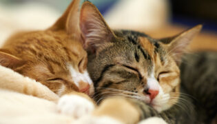 Zwei getigerte Katzen kuscheln, die beiden kommen aus dem Tierheim.