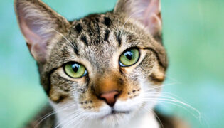 Getigerte Katze mit grünen Augen vor grünem Hintergrund