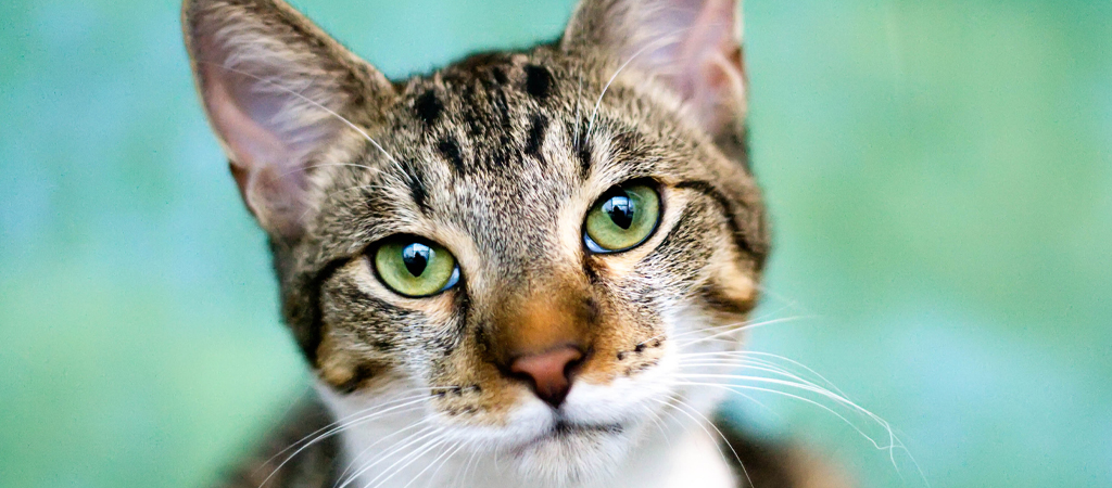 Getigerte Katze mit grünen Augen vor grünem Hintergrund