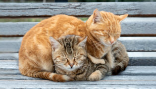 Zwei Katzen kuscheln, es ist nicht immer einfach 2 Katzen zusammenzuführen.