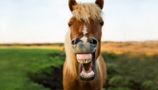 Ein braunes Pferd präsentiert sein Gebiss. Auch seine Zähne müssen Gepflegt werden.