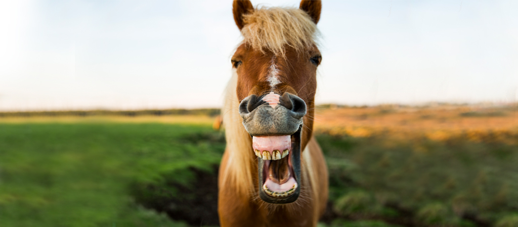 Ein braunes Pferd präsentiert sein Gebiss. Auch seine Zähne müssen Gepflegt werden.