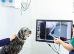 Eine Tierärztin, Tierarzthelferin und Hundebesitzerin besprechen ein Röntgenbild eines Hundes. Der ältere, grau-schwarze Hund sitzt im Behandlungszimmer der Tierarztpraxis.