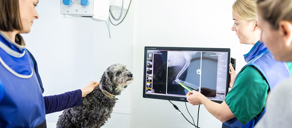 Eine Tierärztin, Tierarzthelferin und Hundebesitzerin besprechen ein Röntgenbild eines Hundes. Der ältere, grau-schwarze Hund sitzt im Behandlungszimmer der Tierarztpraxis.
