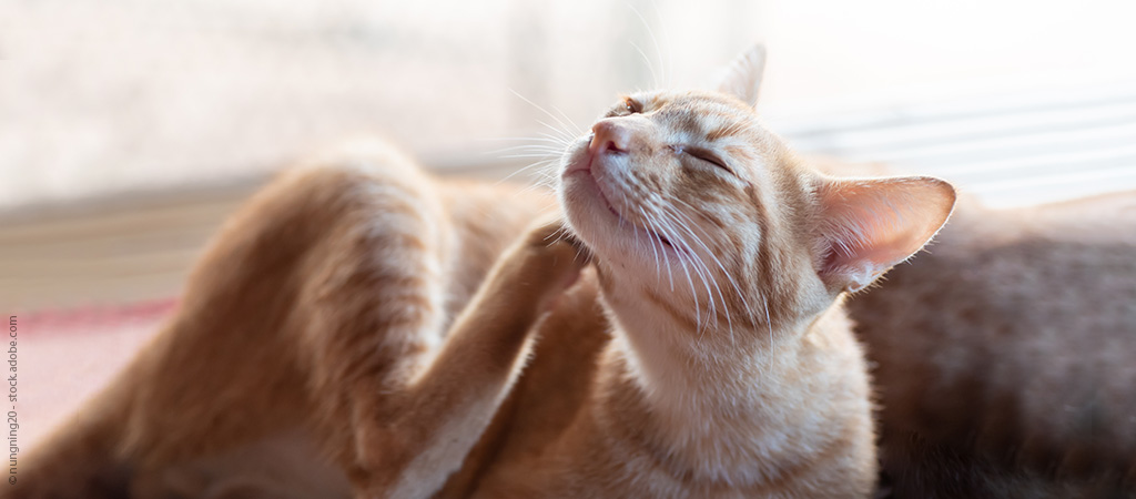 Rote Katze kratzt sich am Kopf, die Ursache vom Juckreiz könnte eine Allergie sein.