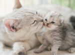 Katzenmutter putzt ihr Katzenbaby