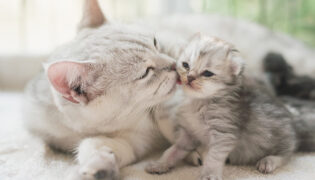 Katzenmutter putzt ihr Katzenbaby, die Entwicklung der ersten Tage ist sehr gut.