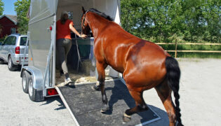 Pferd in Pferdeanhänger verladen, erfordert ein umfangreiches Training.