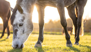 Pferd frisst Gras giftige Pflanzen für Pferde