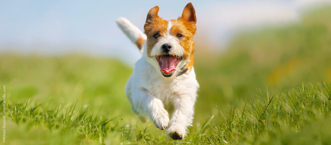 Anzeichen für einen glücklichen Hund Uelzener