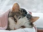 Kranke Katze in Decke gekuschelt, geht es schlecht sie erbricht sich.