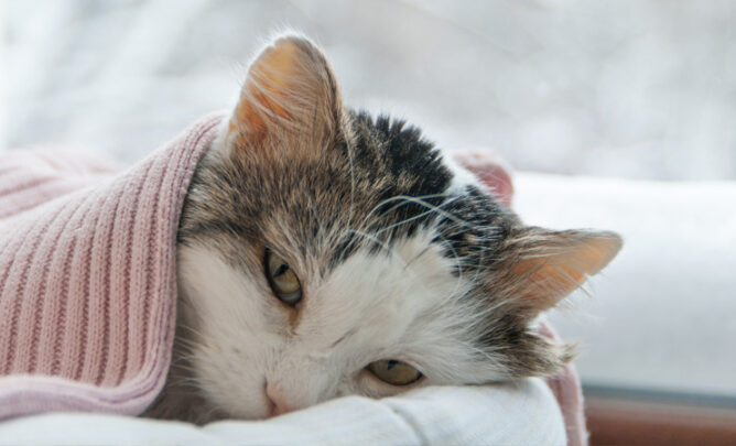 Kranke Katze in Decke gekuschelt