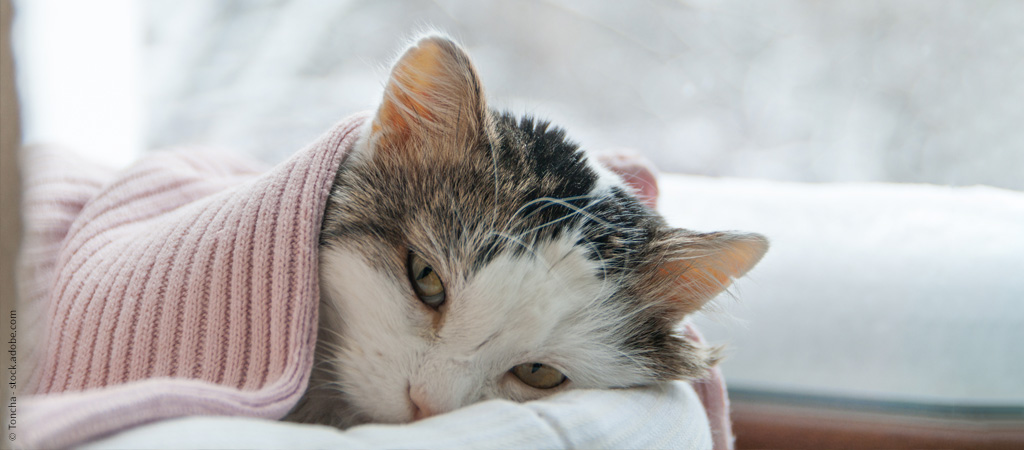 Kranke Katze in Decke gekuschelt, geht es schlecht sie erbricht sich.