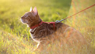 Katze mit einem Katzengeschirr auf grüner Wiese, sie geht spazieren.