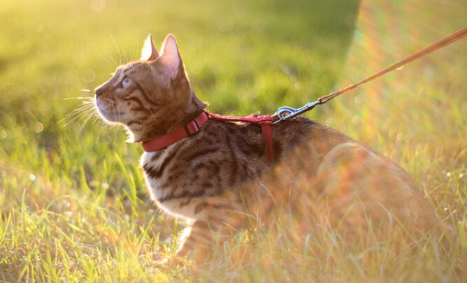 Katze mit einem Katzengeschirr auf grüner Wiese, sie geht spazieren.