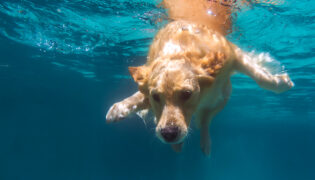 Hund taucht im blauen Wasser