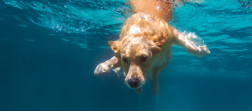 Hund taucht im blauen Wasser. Hunde lernen schwimmen im eigenen Tempo.