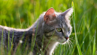 Eine Katze läuft über eine grüne Wiese, die Gefahr auf Zecken ist im hohen Gras sehr hoch.